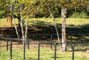 Gated dog park